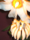 Herbstparty 07 032