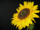 Herbstparty 07 046