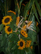 0250_Herbstparty_2011