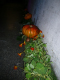 0300_Herbstparty_2011