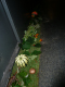 0310_Herbstparty_2011