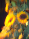 0450_Herbstparty_2011