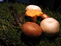 IMG 1643