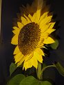 IMG 1750